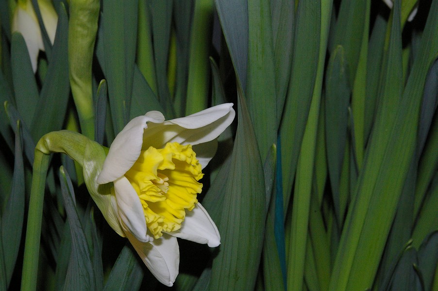 macro fleurs: macro fleurs 020